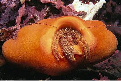 平台解谜动作冒险游戏《Copperfields》现已推出试玩Demo